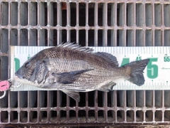 クロダイの釣果