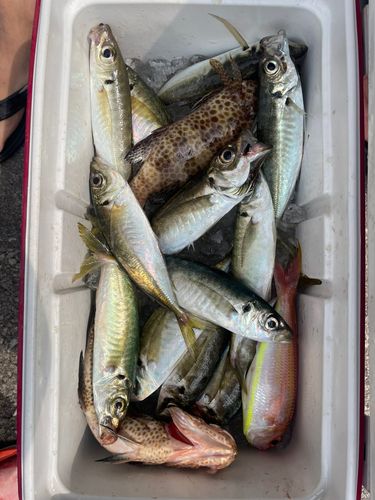 オオモンハタの釣果