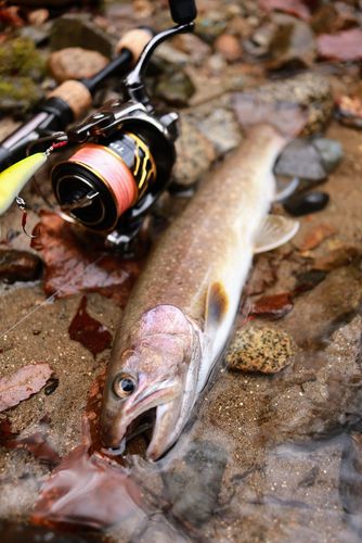 ニッコウイワナの釣果
