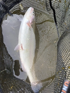 トラウトの釣果