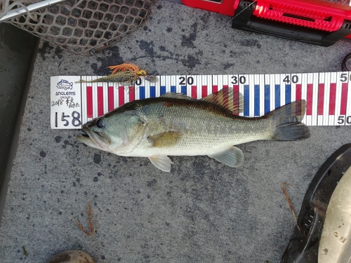 ブラックバスの釣果