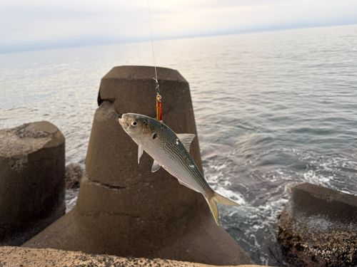 コノシロの釣果
