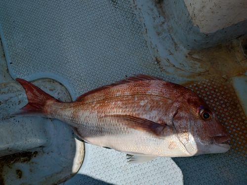 マダイの釣果