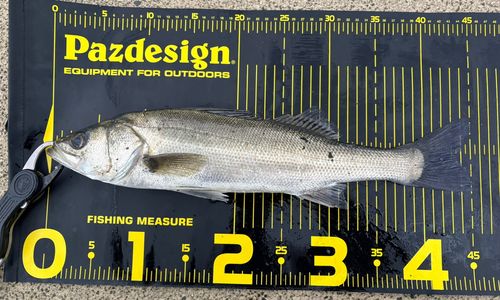フッコ（マルスズキ）の釣果