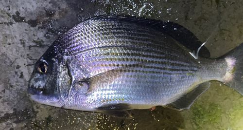 ヘダイの釣果