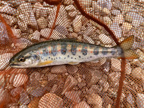 アマゴの釣果