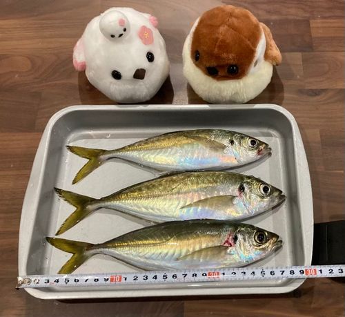 アジの釣果