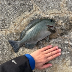メジナの釣果