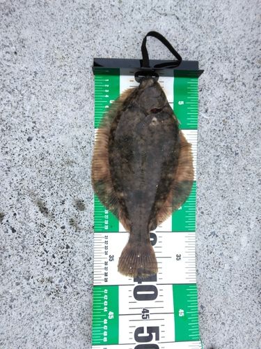 マコガレイの釣果