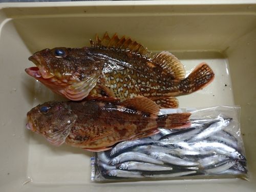 ウッカリカサゴの釣果