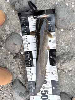 ニホンナマズの釣果