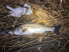 フッコ（マルスズキ）の釣果