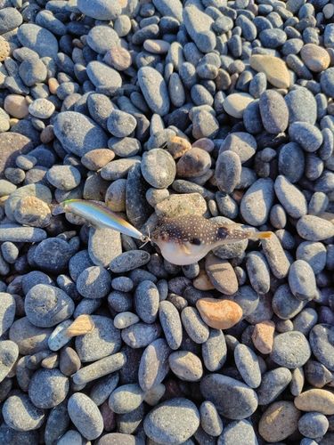 クサフグの釣果