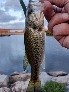 ラージマウスバスの釣果