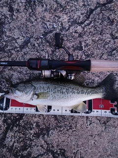 ラージマウスバスの釣果