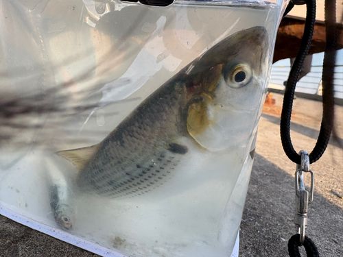 コノシロの釣果
