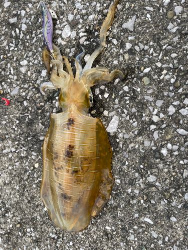 アオリイカの釣果