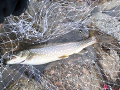 レイクトラウトの釣果