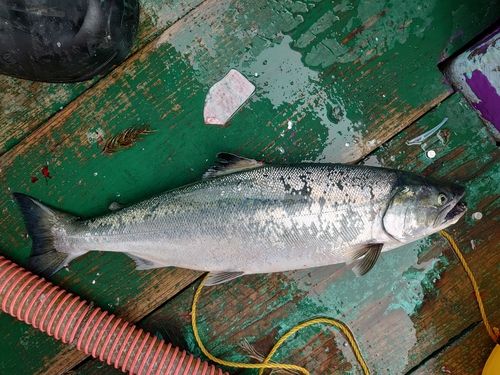 サクラマスの釣果