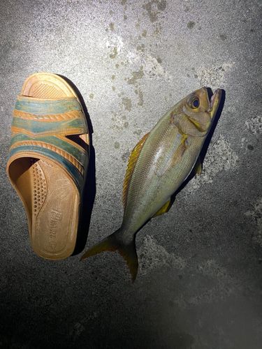 イシフエダイの釣果
