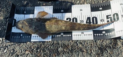 ミナミマゴチの釣果