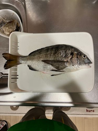 チヌの釣果