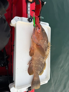 アコウの釣果