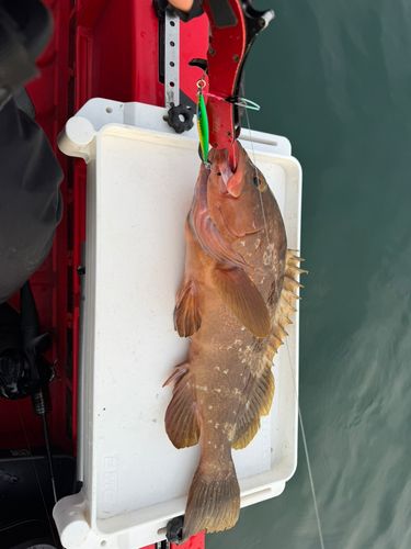 アコウの釣果