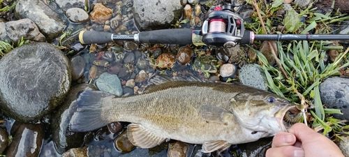 スモールマウスバスの釣果