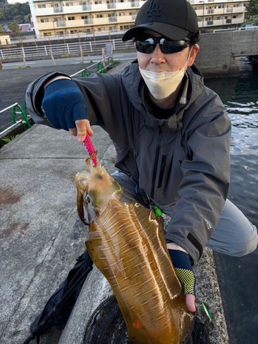 アオリイカの釣果