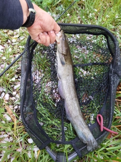 マナマズの釣果