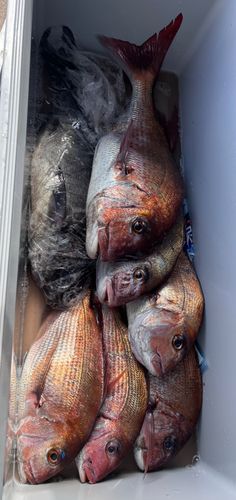 マダイの釣果