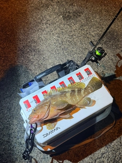 アコウの釣果