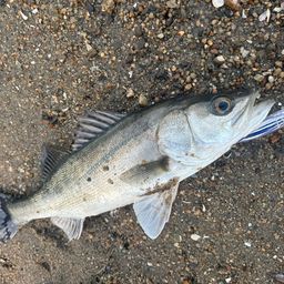 シーバスの釣果写真
