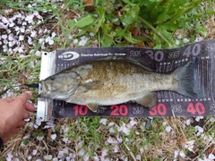 スモールマウスバスの釣果