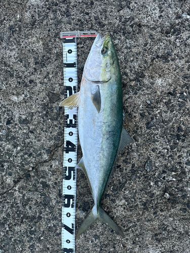 ハマチの釣果