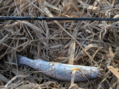 アメマスの釣果