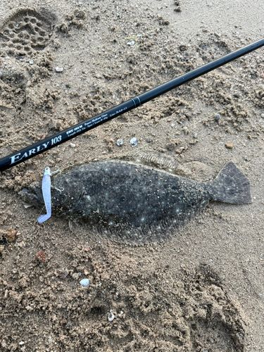 ヒラメの釣果