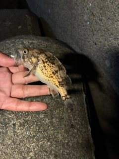 クロソイの釣果