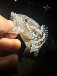 クエの釣果
