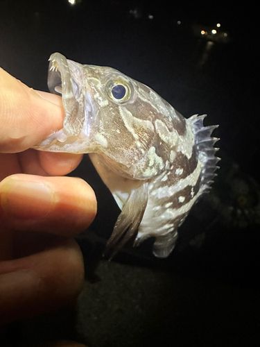 クエの釣果