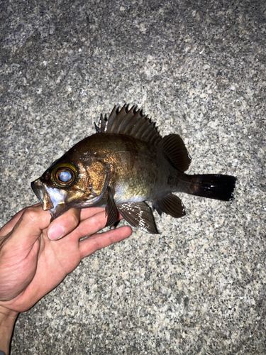 メバルの釣果
