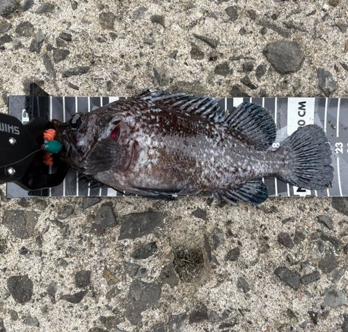 キツネメバルの釣果