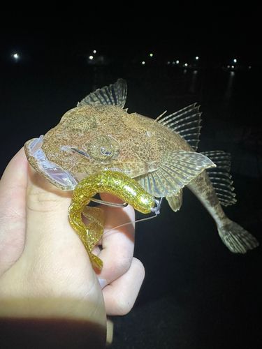 ワニゴチの釣果