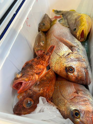 タイの釣果