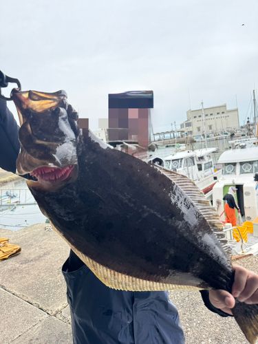 ヒラメの釣果
