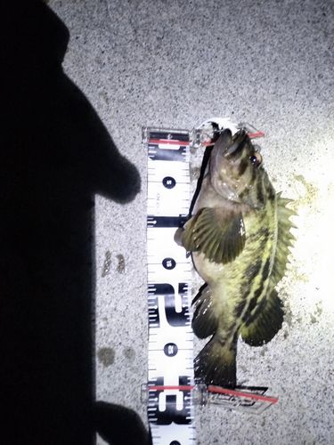 シマソイの釣果