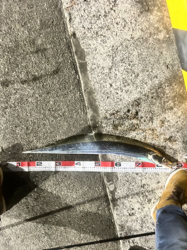 タチウオの釣果