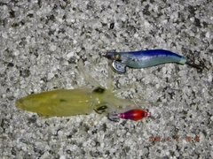 ヒイカの釣果