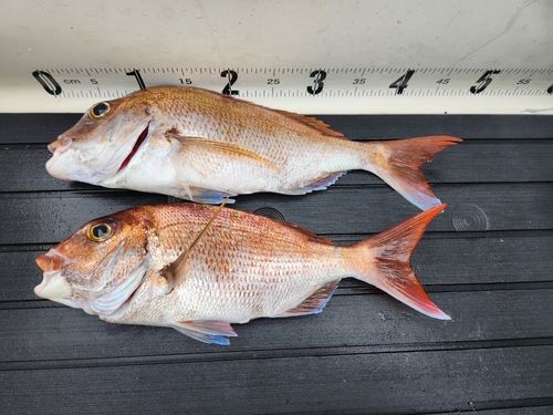 マダイの釣果